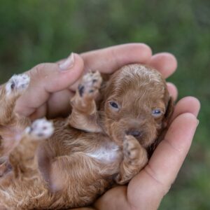 toy poodle breeder
