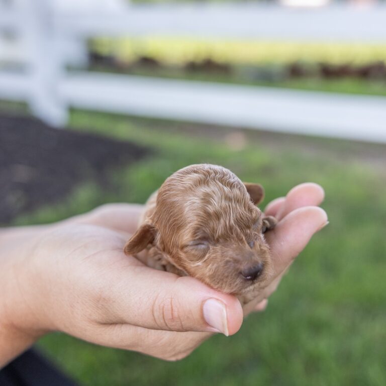 toy poodle breeder in Pennsylvania