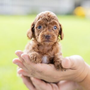 toy poodle breeder near dc