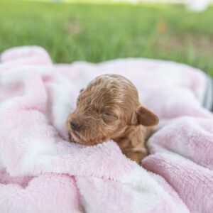toy poodle breeder near dc