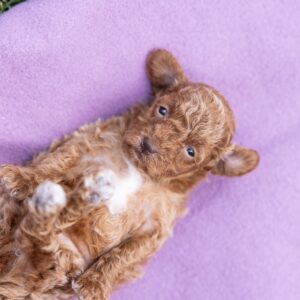 toy poodle breeder near me