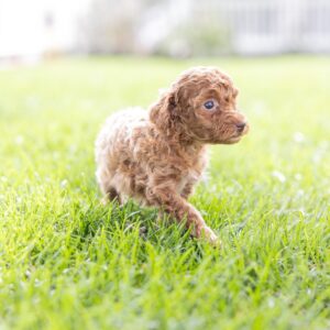 toy poodle breeder near me