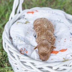 toy poodle breeder near me