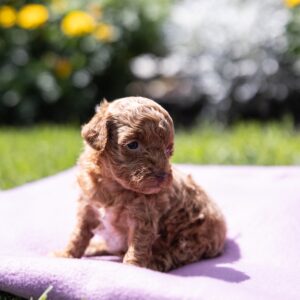 toy poodle breeder near me ny