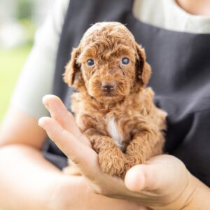 toy poodle breeder near me pa