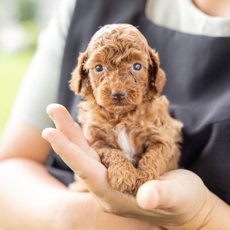 toy poodle breeder near me pa