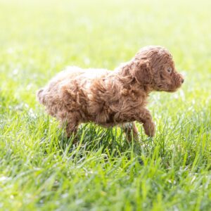 toy poodle breeder near nj