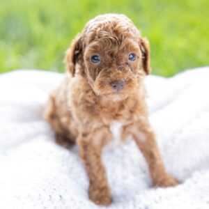 toy poodle breeder near ny