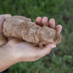 toy poodle breeder near ny