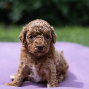 toy poodle breeder pa