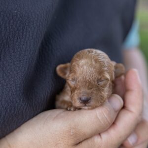 toy poodle breeder reputable
