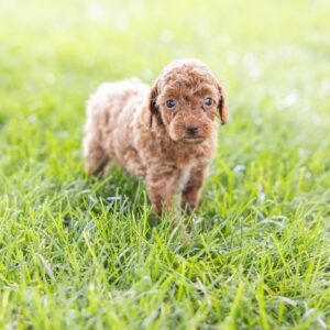 toy poodle breeder trusted