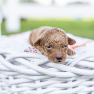 toy poodle breeder with puppies for sale