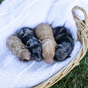toy poodle puppies
