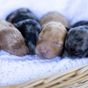 toy poodle puppies for sale