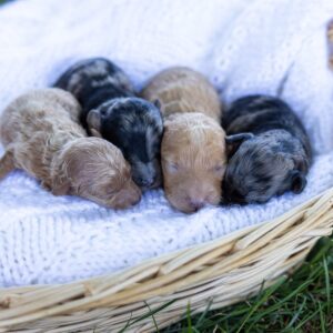 toy poodle puppies for sale near me