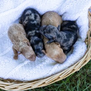 toy poodle puppies for sale near me pa