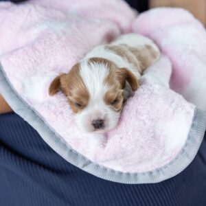 blenheim cavalier puppy