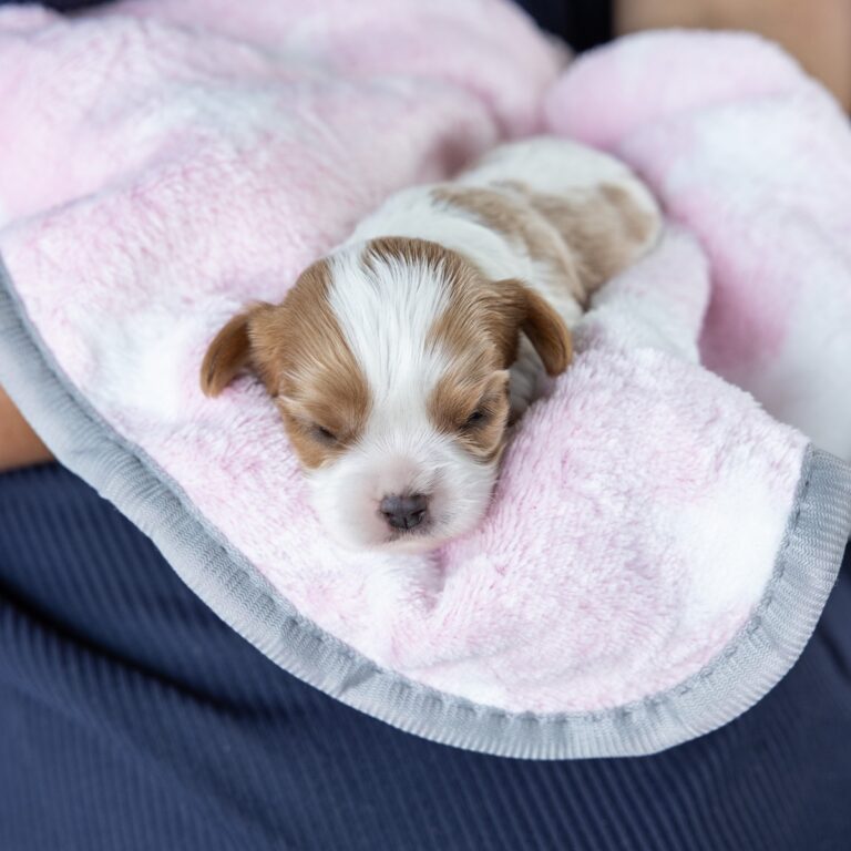 blenheim cavalier puppy