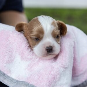 blenheim cavalier puppy for sale