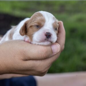 blenheim cavalier puppy for sale near me