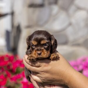 brown cavalier king charles spaniel