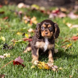 brown cavalier king charles spaniel