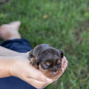 brown cavalier king charles spaniel