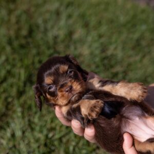 brown cavalier king charles spaniel for sale