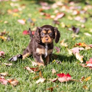 brown cavalier king charles spaniel for sale