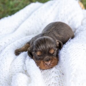 brown cavalier king charles spaniel for sale