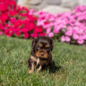 brown cavalier king charles spaniel for sale near me