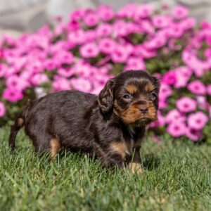 brown cavalier king charles spaniel for sale near ny