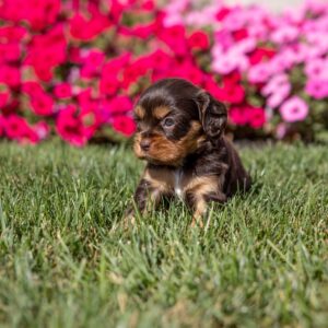 brown cavalier king charles spaniel for sale pa