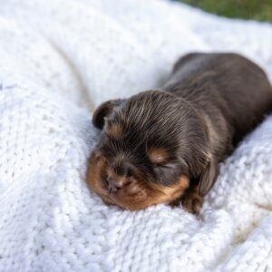 brown cavalier king charles spaniel for sale pa