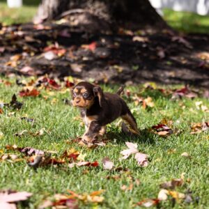 brown cavalier king charles spaniel near me