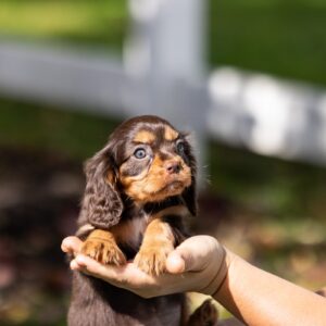 brown cavalier king charles spaniel pa
