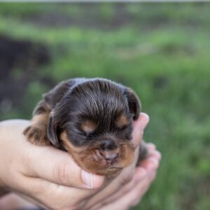brown cavalier king charles spaniel puppies