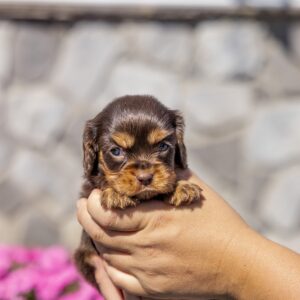 brown cavalier king charles spaniel puppies