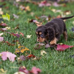 brown cavalier king charles spaniel puppies