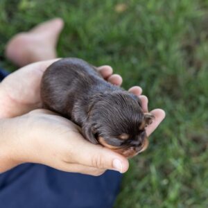 brown cavalier king charles spaniel puppies
