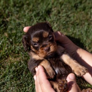 brown cavalier king charles spaniel puppies for sale