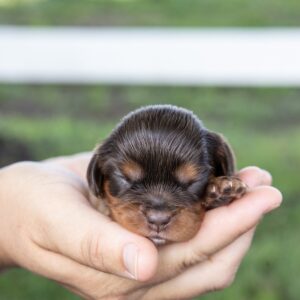 brown cavalier king charles spaniel puppies for sale