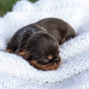 brown cavalier king charles spaniel puppies for sale near me