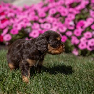 brown cavalier king charles spaniel puppies for sale near ny