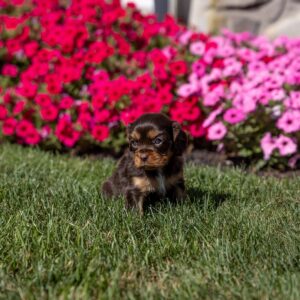 brown cavalier king charles spaniel puppies for sale pa