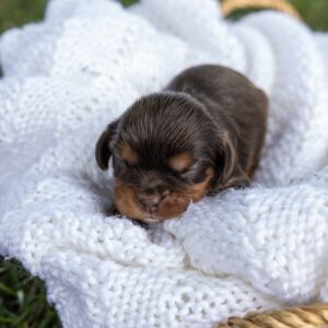 brown cavalier king charles spaniel puppies for sale pa