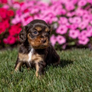 brown cavalier king charles spaniel puppies near dc