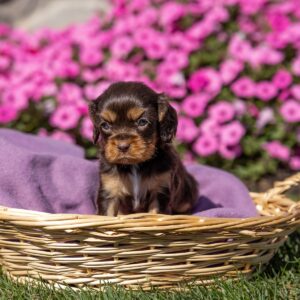 brown cavalier king charles spaniel puppies near me