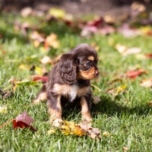 brown cavalier king charles spaniel puppy